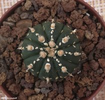 Astrophytum cv.'GOLD flakes 1