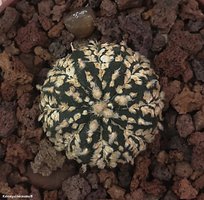 Astrophytum cv.'GOLD flakes 2