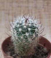 Echinofossulocactus grandicornis SB 437     