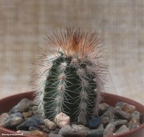 Echinocereus reichenbahii v. perbellus