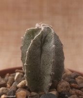  Astrophytum myriostigma v. columnare