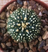 Astrophytum cv.'GOLD flakes 3