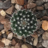 Mammillaria pseudocrucigera P 491