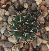 Mammillaria sempervivi SB 91