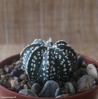 Astrophytum CAPxSK 2