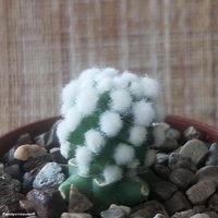 Mammillaria gracilis Arizona Snowcap 