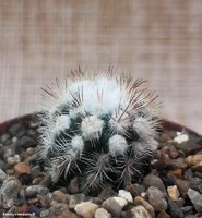 Mammillaria Gracilis var. Texensis