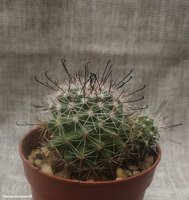 Mammillaria sp