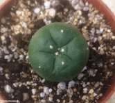 Lophophora 