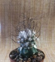 Turbinicarpus graminispinus VM 817 