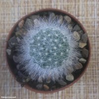 Mammillaria schwarzii