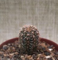 Gymnocalycium papschii VG 295