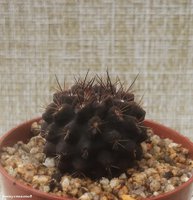 Neochilenia jussieui FR 252A