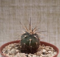 Gymnocalycium spegazzinii  LF 69