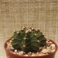 Gymnocalycium mihanovichii 1