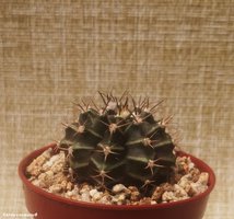 Gymnocalycium mihanovichii 2