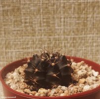 Gymnocalycium mihanovichii 3