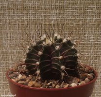 Gymnocalycium friedrichii v moserianum P 435  