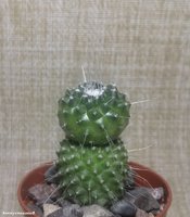 Mammillaria spinosissima  UN PICO (двухэтажная)