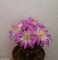 Mammillaria luethyi 1  