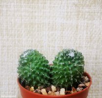 Mammillaria spinosissima  UN PICO (двухголовая)