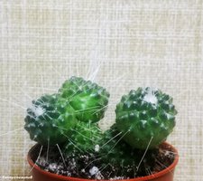 Mammillaria spinosissima  UN PICO ( многоголовая 5 шт)