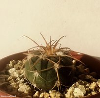 Gymnocalycium spegazzinii var. punillense