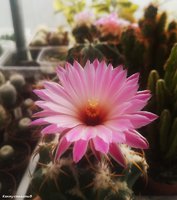 Coryphantha elephantidens      