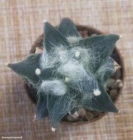 Ariocarpus retusus Rio Verde form 1   