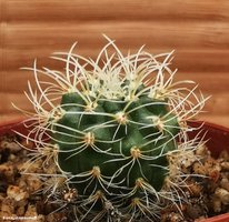 Matucana aureiflora KK 776