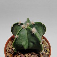 Astrophytum hybrid 20