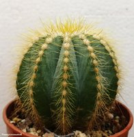 Eriocactus magnificus