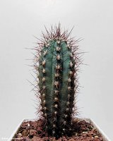 Pilosocereus Bradei