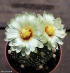 Astrophytum