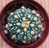 Astrophytum cv.'GOLD flakes Ooibo' 3