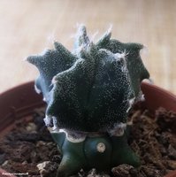 Astrophytum myriostigma 'Kikko' 1