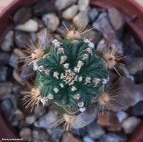 Aztekium ritteri 2  