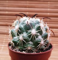 Coryphantha tripugionacantha L 1464   