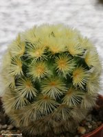 Mammillaria carmenae L 1223                           