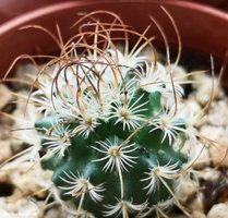 Mammillaria huitzilopochtli v.niduliformis L 1495 