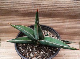 Sansevieria ehrenbergii cv. Banana