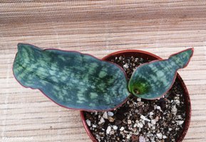 Sansevieria  elliptica 