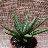 Sansevieria francisii silver