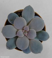 Graptopetalum superbum