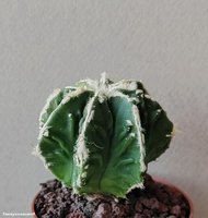 Astrophytum  hybrid 12