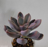 Graptoveria LilacSpoons^