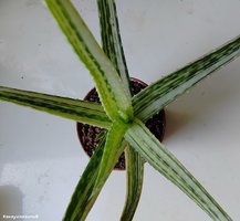 Аloe vera х vito variegata 