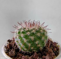 Parodia sanguiniflora P 158