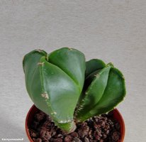 Astrophytum myriostigma f. Nudum 