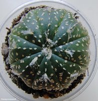 Astrophytum asterias сv yellow specks 3